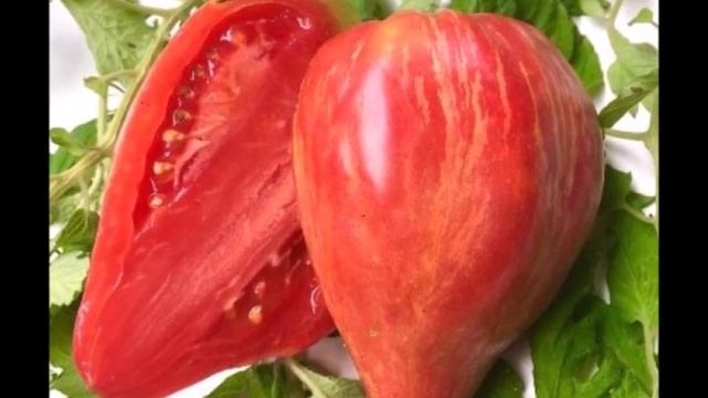 Долговязая красотка - томат Длинная (высокая) Салли смотреть онлайн