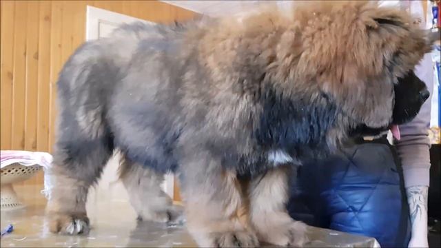 Щенок тибетского мастифа - собака лев. Белый Лекарь Ровена - 2,5 мес. смотреть онлайн