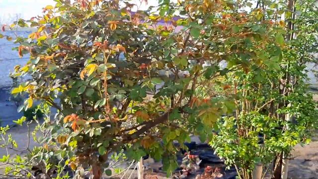 Мы его потеряли... ЗАСОХ ЯПОНСКИЙ КЛЁН пальмолистный атропурпуреум. Наш сад май 2022 г. смотреть онлайн