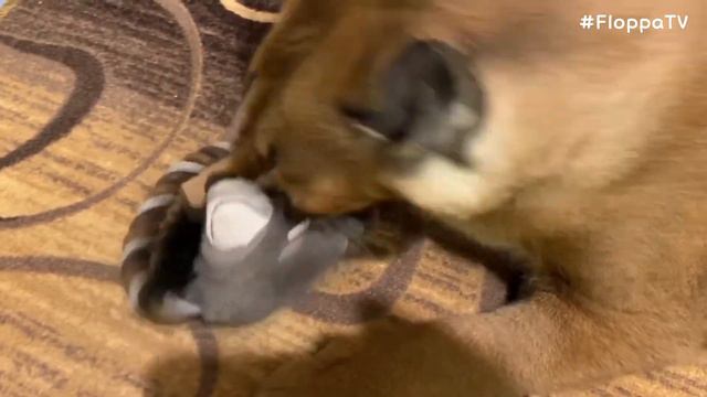 Big Floppa Drinking Water and Playing with Toy : Caracal смотреть онлайн