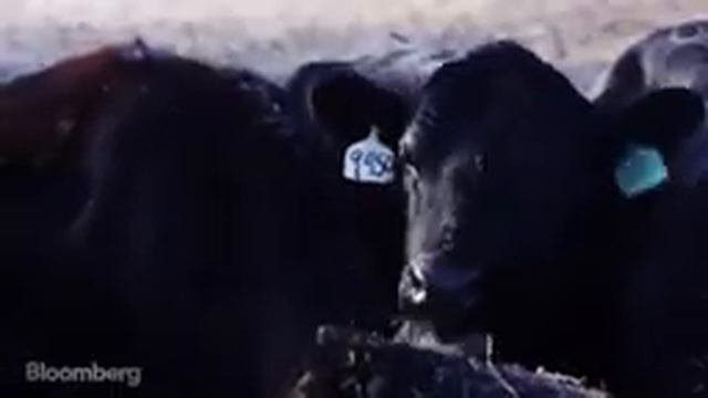 BUT MEAT IS SO DELICIOUS! 4 Reason Against a Vegan Diet