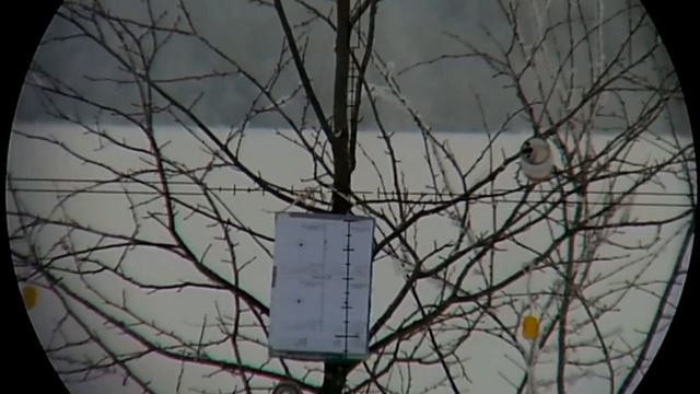 Pcp Доберман 31 декабря 2021 дистанция 64 метра.