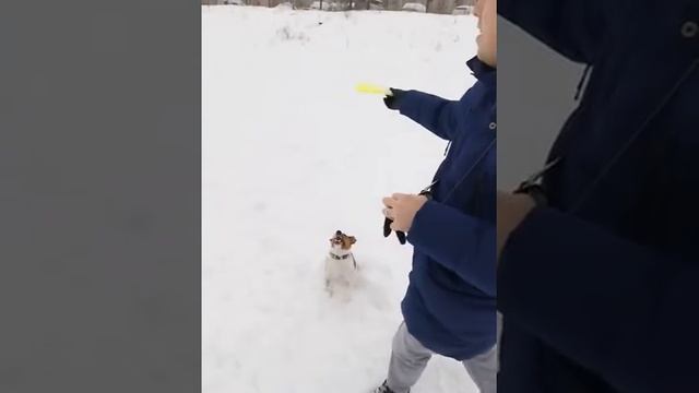 Джек Рассел замедленная съемка смотреть онлайн