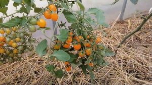 Томат Финик желтый черри