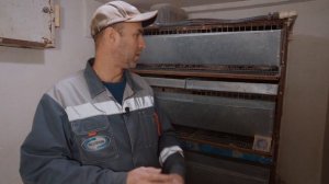 Сколько едят Перепела в день . Суточная норма кормов , для Перепелов.