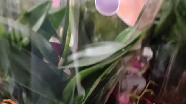 ЭПИЦЕНТР, новый завоз орхидей в ИДЕАЛЬНОМ КАЧЕСТВЕ🤗🙉 (Днепр, Слобожанское) смотреть онлайн