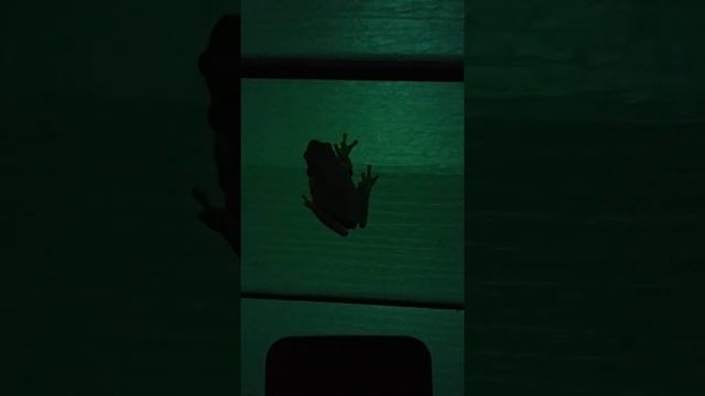 frog eats lightning bug смотреть онлайн