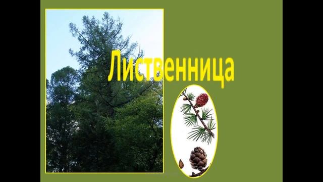 Растительный мир. Хвойные леса (тайга) смотреть онлайн