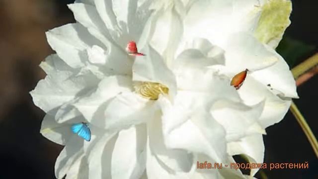 Клематис крупноцветковый Мария Склодовская-Кюри ? обзор: как сажать, саженцы клематиса смотреть онлайн