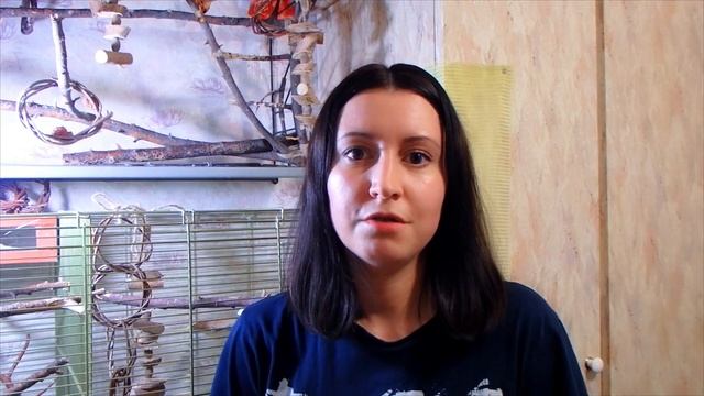 Опасно или необходимо проветривание комнаты для попугая?! Сквозняк, бактерии и другие страшилки. смотреть онлайн