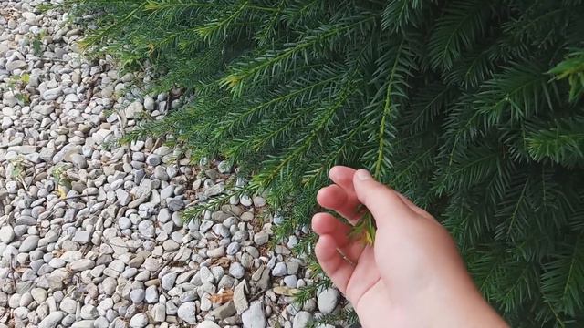 По дороге в Вену смотреть онлайн