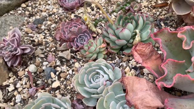 【121】Ano na ba hitsura nila pagkatapos ng winter.Succulents in my garden смотреть онлайн