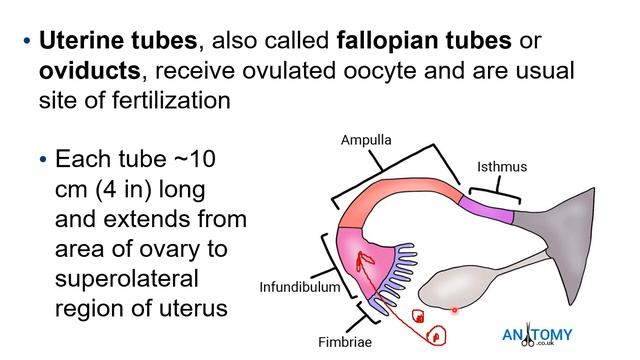 Ch 27, Anatomy, Reproductive System, Female, Part 1 смотреть онлайн