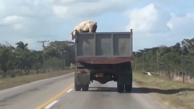 MEGA COUB #2 BEST COUB BEST CUBE ЛУЧШИЕ ПРИКОЛЫ ЗА ИЮНЬ 2019 BESST FAILS FUNNY смотреть онлайн