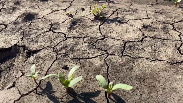 Высокая температура и крестоцветная Блошка на всходах свеклы 1.07.2020 смотреть онлайн