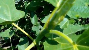 Лучший сорт инжира) Первый и второй урожай инжира