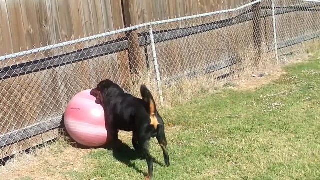 Junior finally learning to play with monster ball! смотреть онлайн