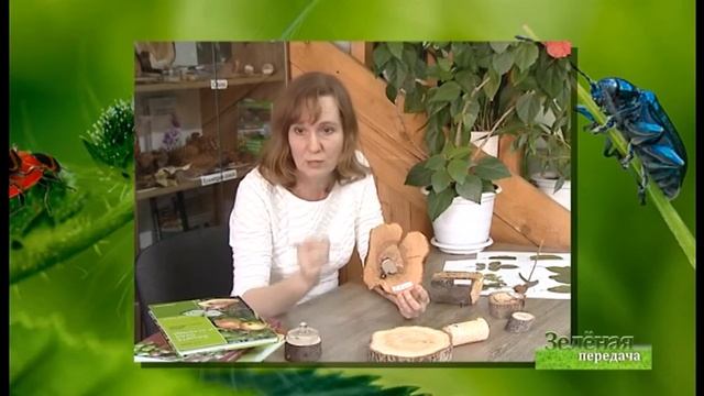 Болезни стволов деревьев. Школа ландшафтного дизайна Терра смотреть онлайн