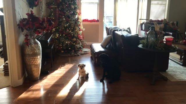 So adorable! Guide dog Arabella and little dog Lily playing the find it game with me! смотреть онлайн