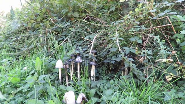 Schopftintlinge (Coprinus comatus) — 30.9.2018 смотреть онлайн