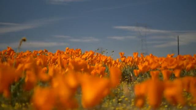 Маковое поле. Музыка сильного ветра. Медитация. Расслабляющая музыка перед сном. Звуки ветра. релак