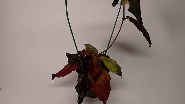 A Visit with Hoya undulata смотреть онлайн