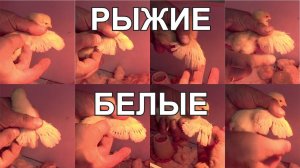 определить пол курица или петух Ломан Браун