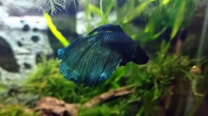 Гуппи и петушок (жизнь в аквариуме)