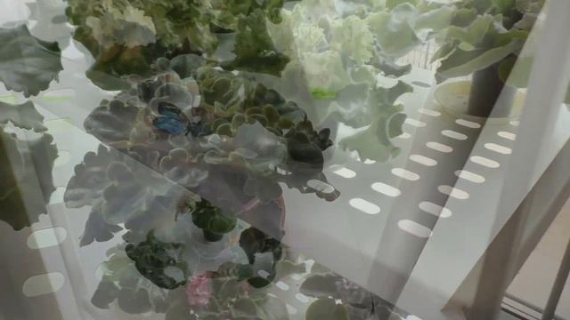 ОБЗОР МОИХ КОМНАТНЫХ ЦВЕТОВ ?? Цветущие комнатные растения