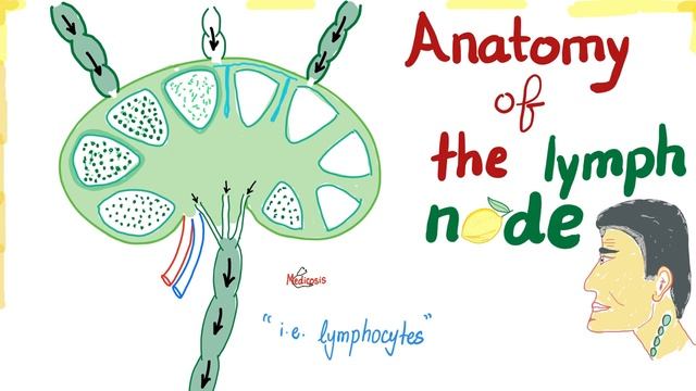 Lymphatic Organs | Primary vs Secondary смотреть онлайн