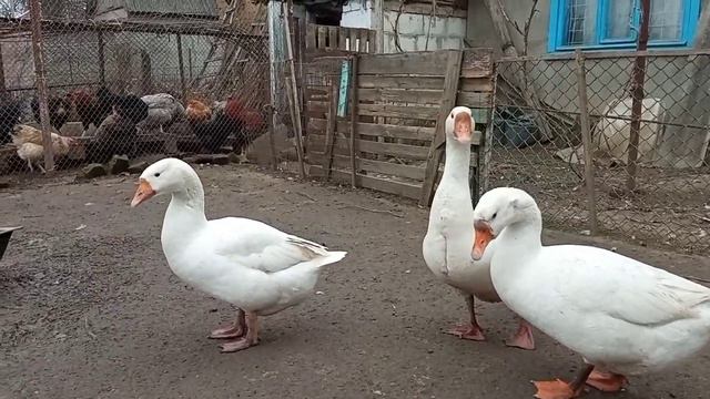 вот тебе и поворот событий Неожиданная новость в моём хозяйстве! смотреть онлайн