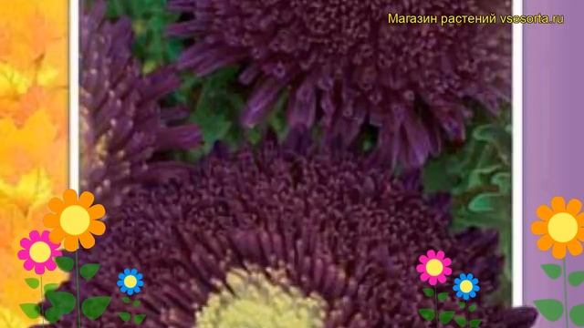 Астра Принцесса Нигретта. Краткий обзор, описание характеристик Printsessa Nigretta смотреть онлайн