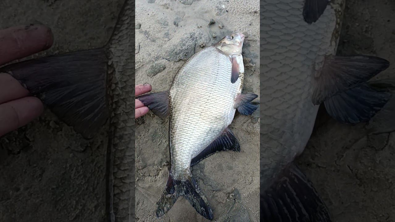 Лещишка на сало. смотреть онлайн