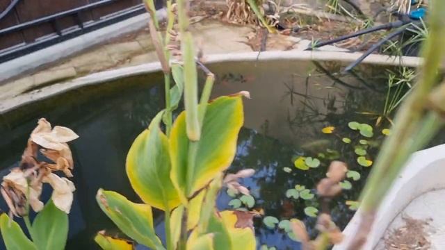 садовые эксперименты и выход из летней жаркой спячки смотреть онлайн