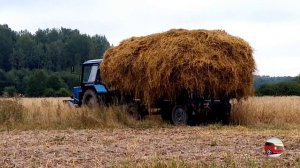 МТЗ 80  Уборка соломы