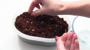 КАК вырастить ГРАНАТ из косточек в домашних условиях