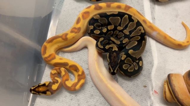 SCALELESS BALL PYTHON CLUTCH UPDATE! June 8, 2020 смотреть онлайн