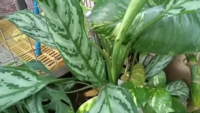 Aglaonema Milky Way  (locally Grown) And Variety Of Aglaonema Vlog#69