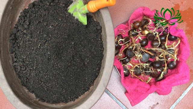 Try planting chestnuts from seeds смотреть онлайн