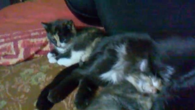 котёнок 4 раза пернул смотреть онлайн