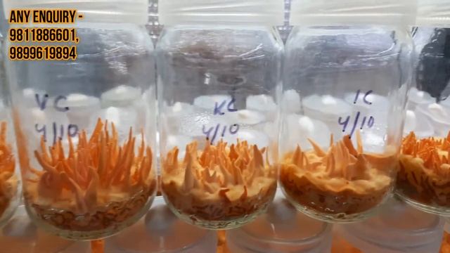Culture For Cordyceps Militaris, Keeda jadi Training in India, Himalaya Cordyceps Farming, Seeds. смотреть онлайн