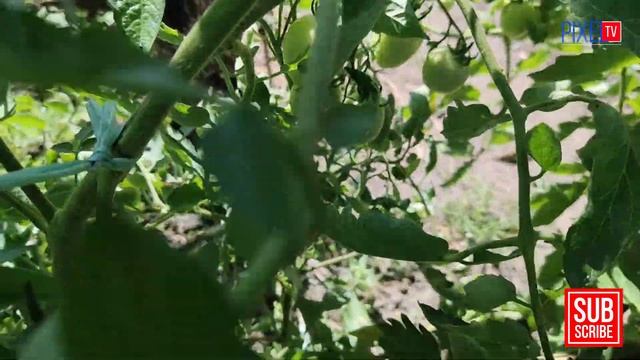 TIMELAPSE TOMATO Flowers to Fruits #tomato смотреть онлайн