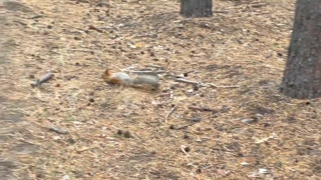 ???Костанайские белки осенью 2021?? смотреть онлайн