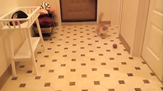 Кошка вратарь . Ловит не хуже буффона смотреть онлайн