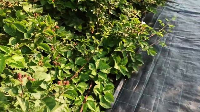 План работ на ремонтантной малине! Омск, 11.07.2022г. смотреть онлайн