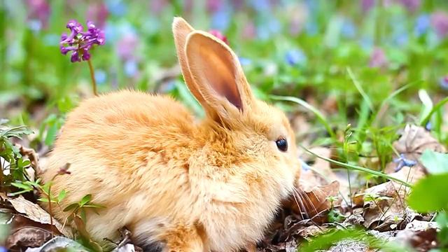 Нежная музыка, успокаивает нервную систему и радует душу - лечебная музыка для сердца и сосудов #21 смотреть онлайн