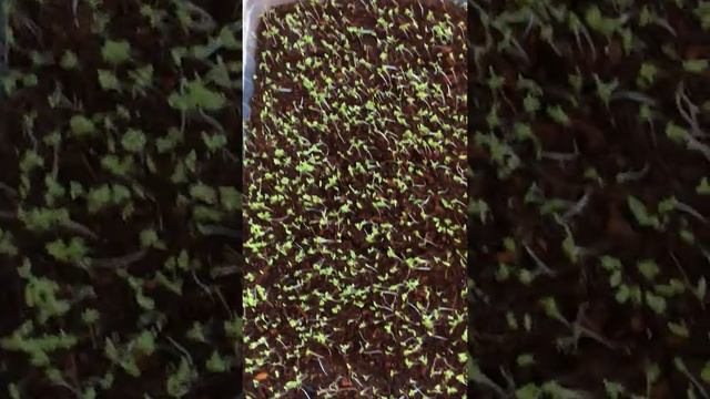 26 февраля 2021 г. смотреть онлайн