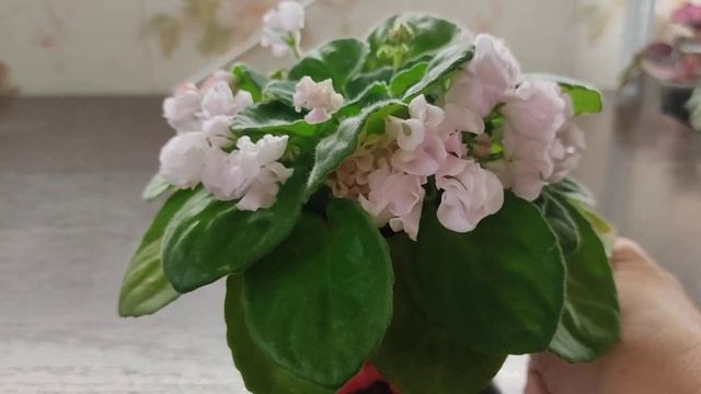 Фиалка сорт DS - Сады любви смотреть онлайн