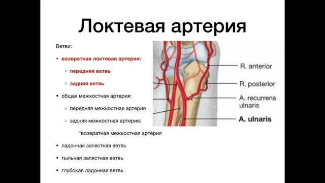Артерии верхней конечности - анатомия сердечно-сосудистой системы (ССС) смотреть онлайн