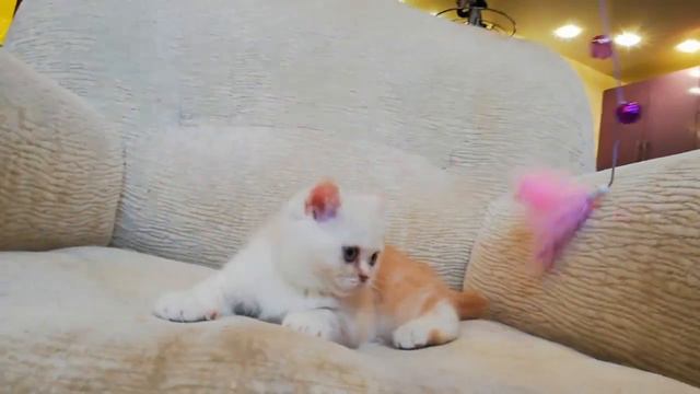 Шотландские котята скоттиш страйт смотреть онлайн